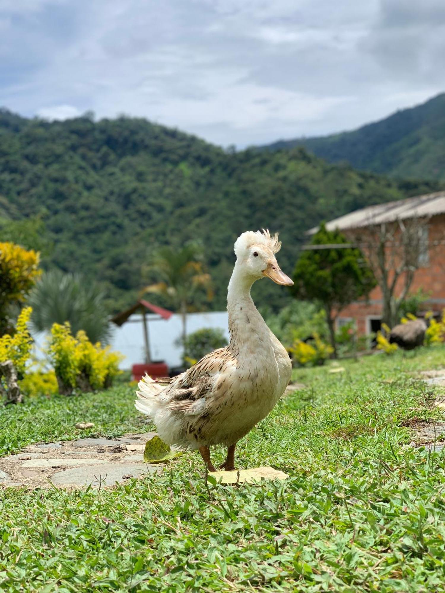 Finca Ecoparaiso Ibagué Buitenkant foto